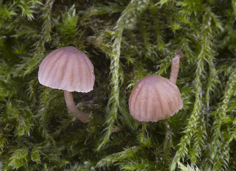 Mycena meliigena